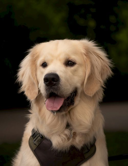 A happy golden retriever wearing a dark harness, tongue out, outdoors on a sunny day.