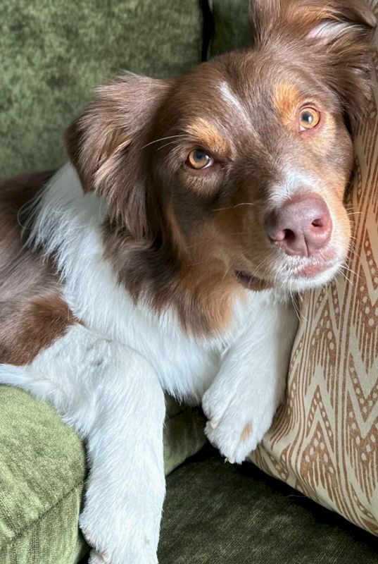 A brown and white dog lying on a green couch, head resting on a patterned cushion, looking at the camera.